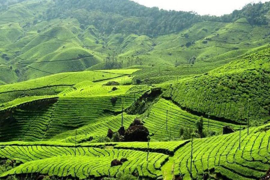 4D3N03 Kochi Munnar Round Trip