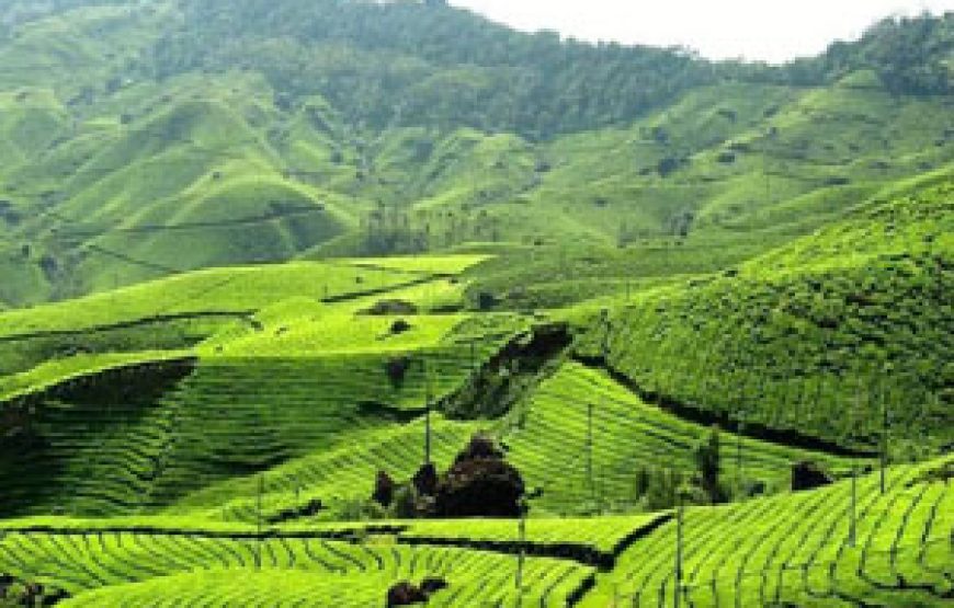 2D1N Munnar – Kanthaloor Trip from Alappuzha