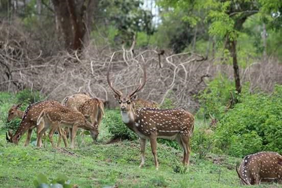 Wildlife Observation