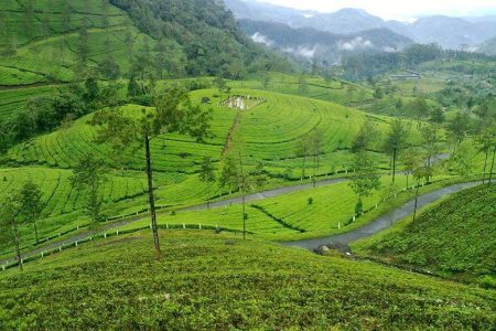 3D2N06 Enchanting Munnar Expedition